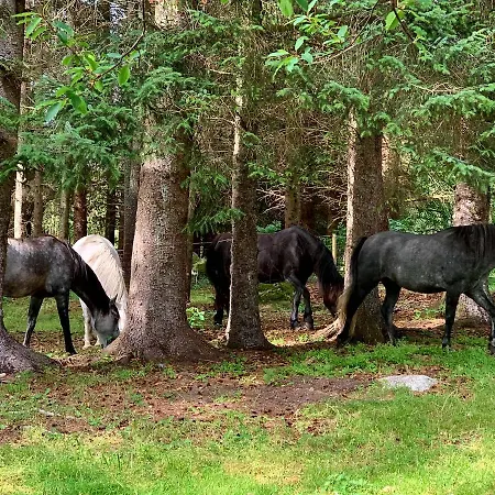 Kjorsvik Ovre Apartmán Tornes