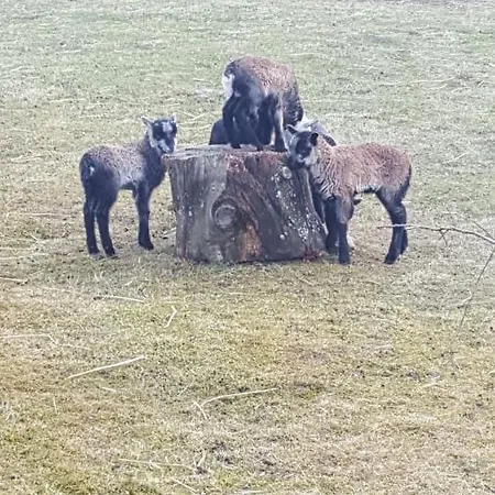 Apartman Kjorsvik Ovre *