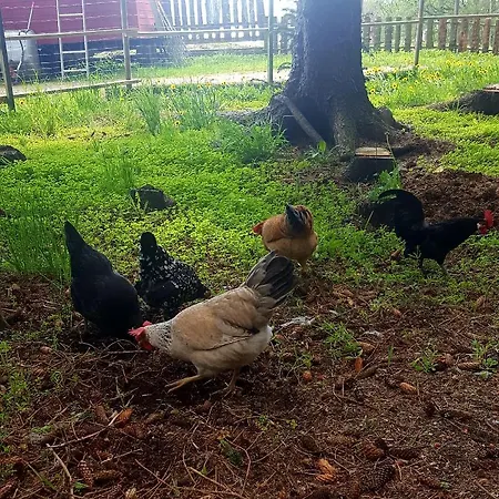 Kjorsvik Ovre * Tornes