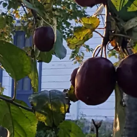 Kjorsvik Ovre Apartman